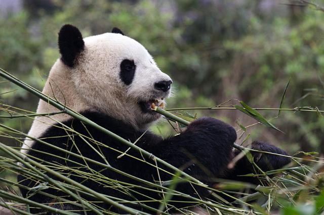 064 Chengdu, giant panda research center, reuzenpanda.jpg